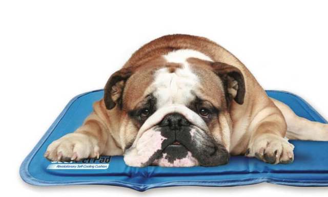 Accesories / Outdoor | Brownie's Pet Boutique
